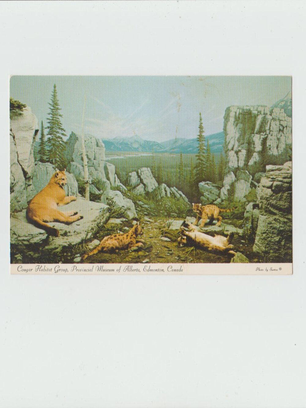 Cougar habitat Group, Provincial Museum Of Alberta, Edmonton, Canada Postcard